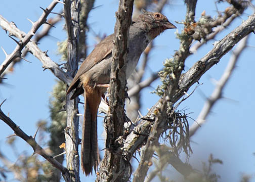 California towee 2